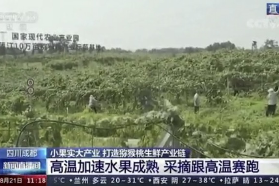 央视新闻中的天然芸苔素、生物农药助力绿色农业、品牌农产品更有价值