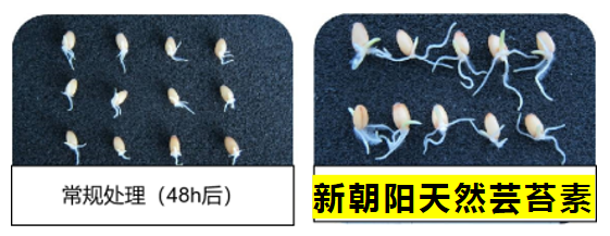小麦拌种选公海赌船710天然芸苔素，让小麦高产赢在起跑线上！（小麦在什么时候用芸苔素效果最佳）