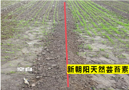 小麦拌种选公海赌船710天然芸苔素，让小麦高产赢在起跑线上！（小麦在什么时候用芸苔素效果最佳）